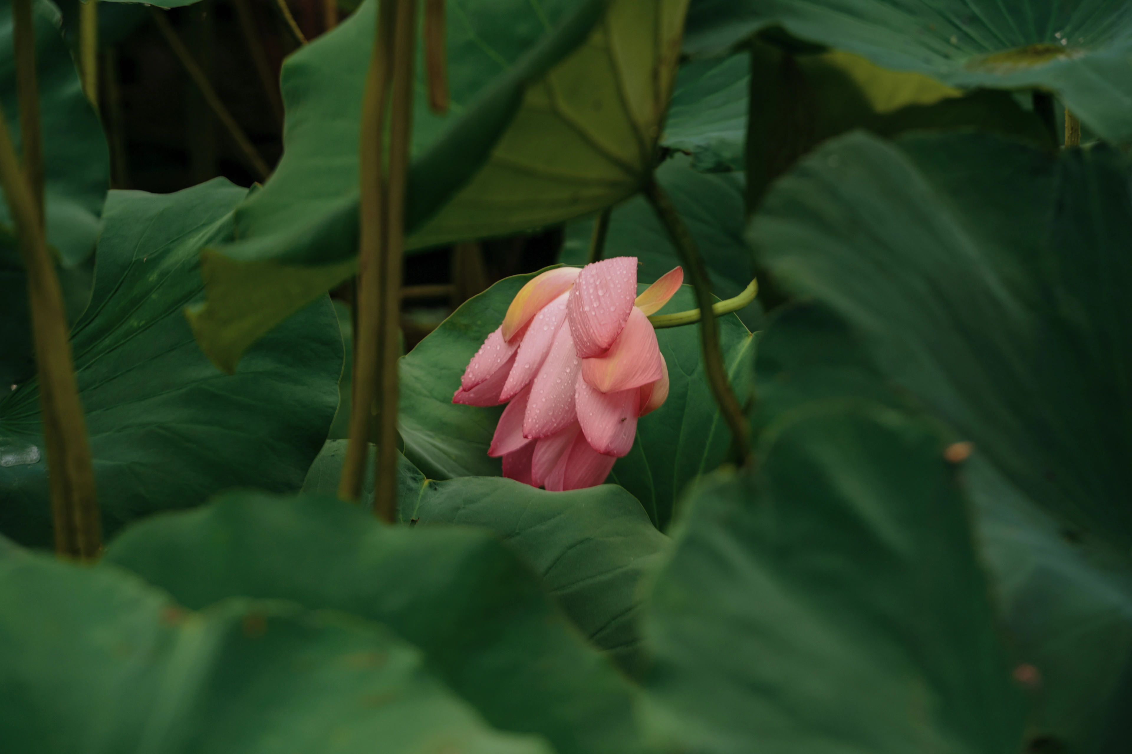 南艳湖夏季荷花二