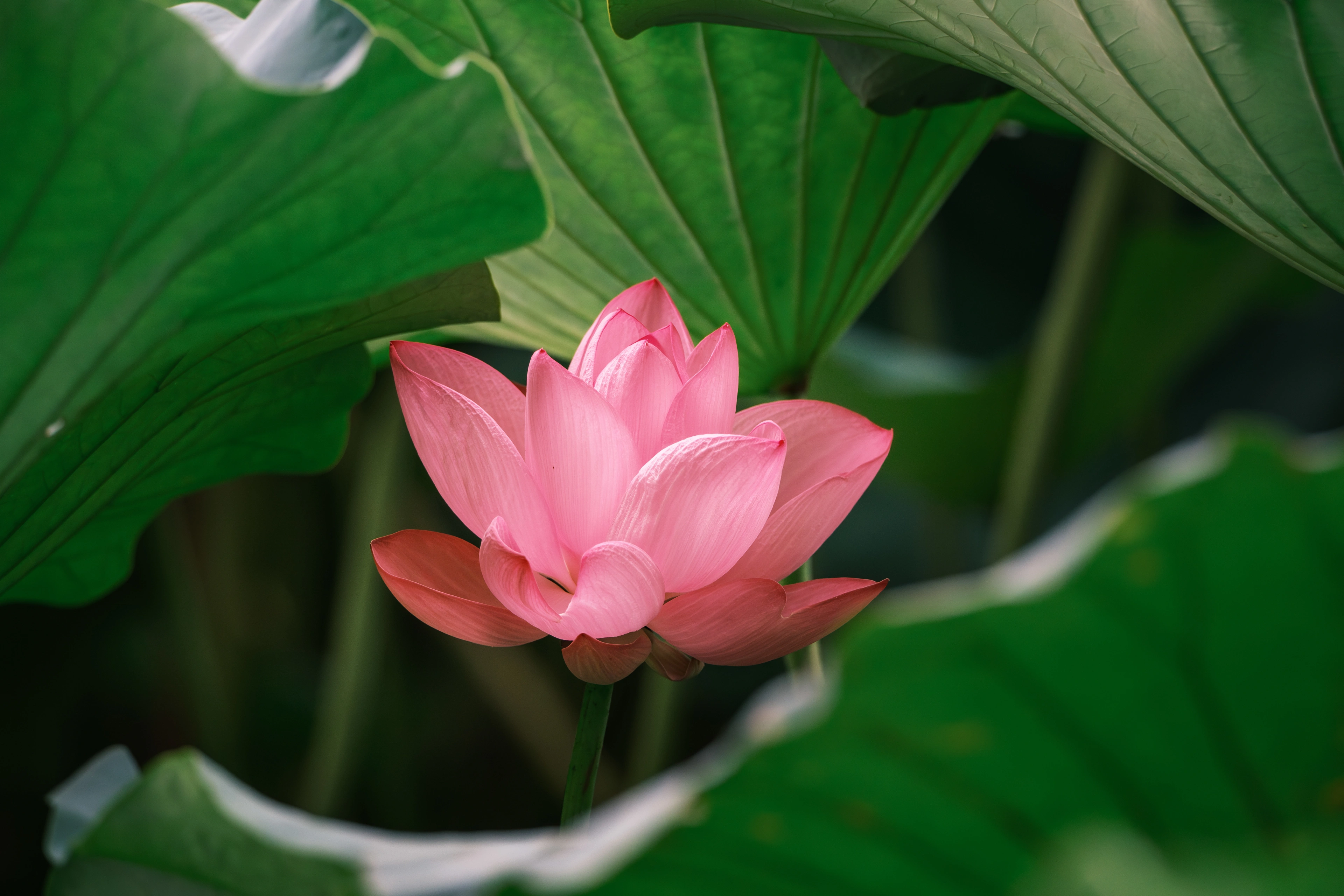 南艳湖夏季荷花